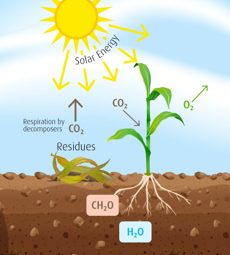 CO2 and  plants